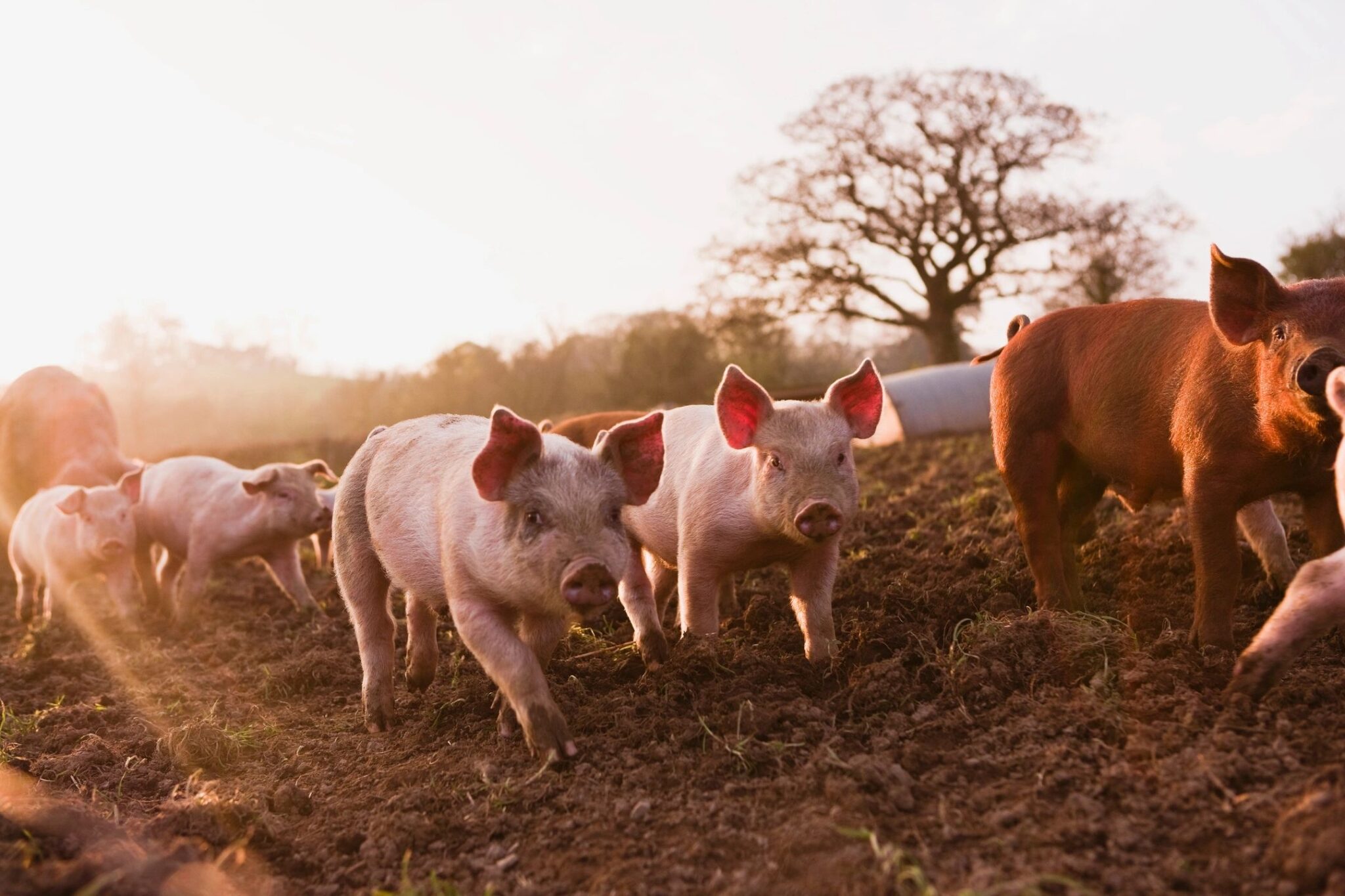 Pasture, Rangeland, and Forage (PRF) Insurance