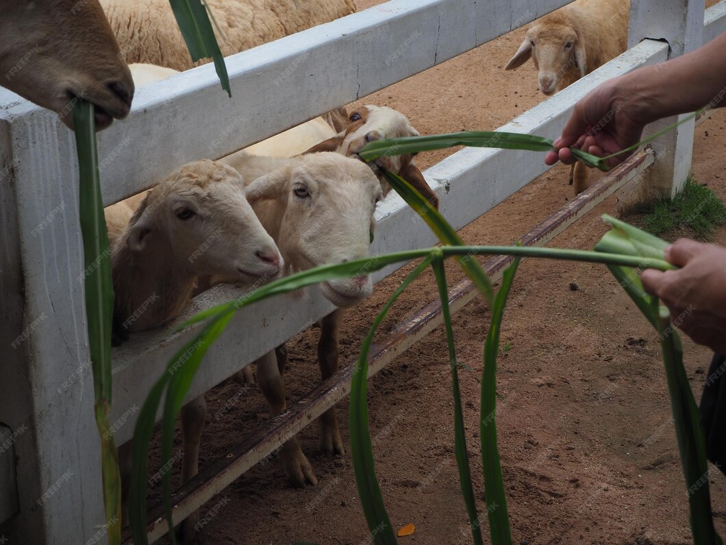 Livestock Risk Protection (LRP)