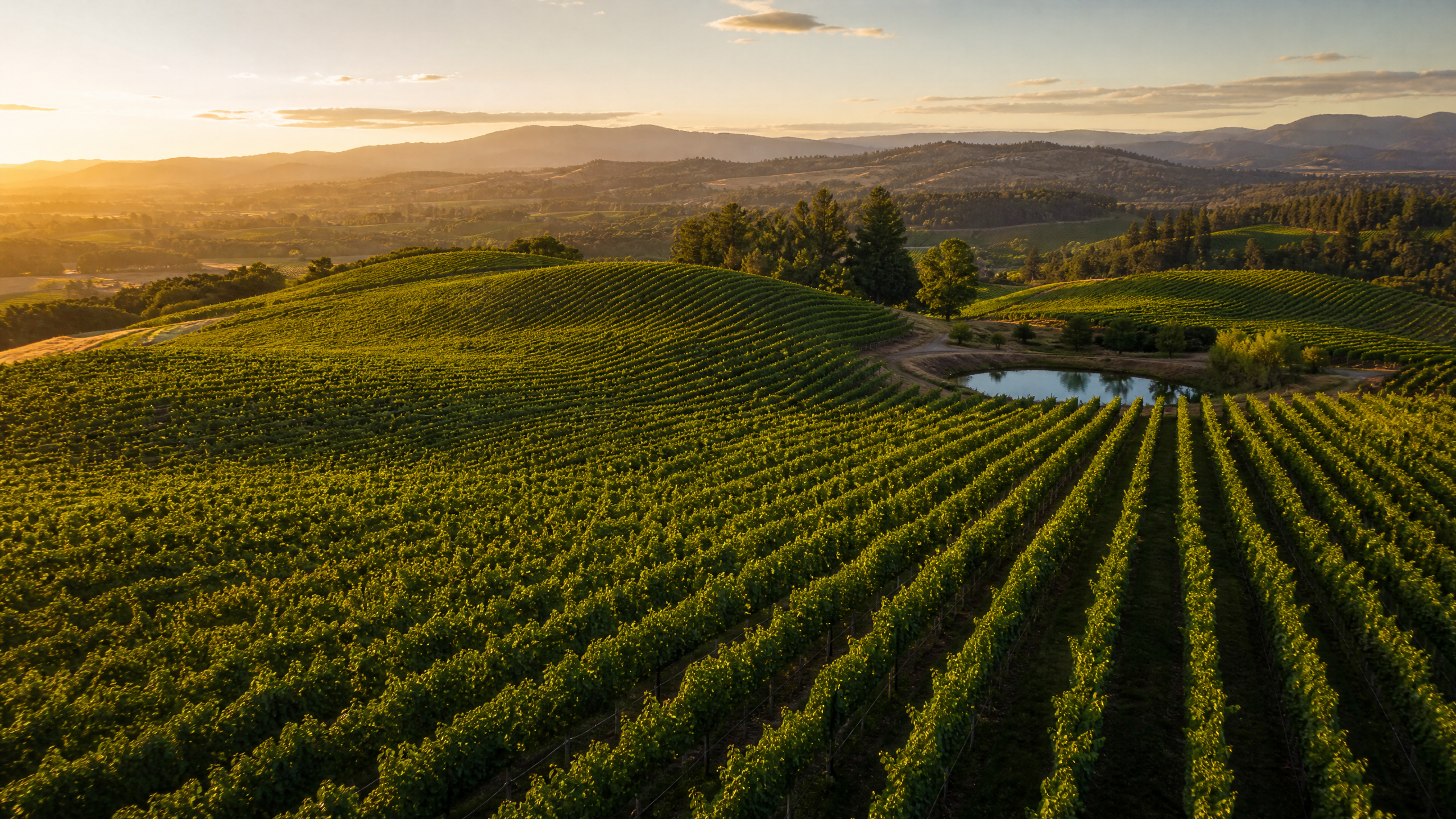 California wine grape vineyard at golden hour — MPCI crop insurance coverage
