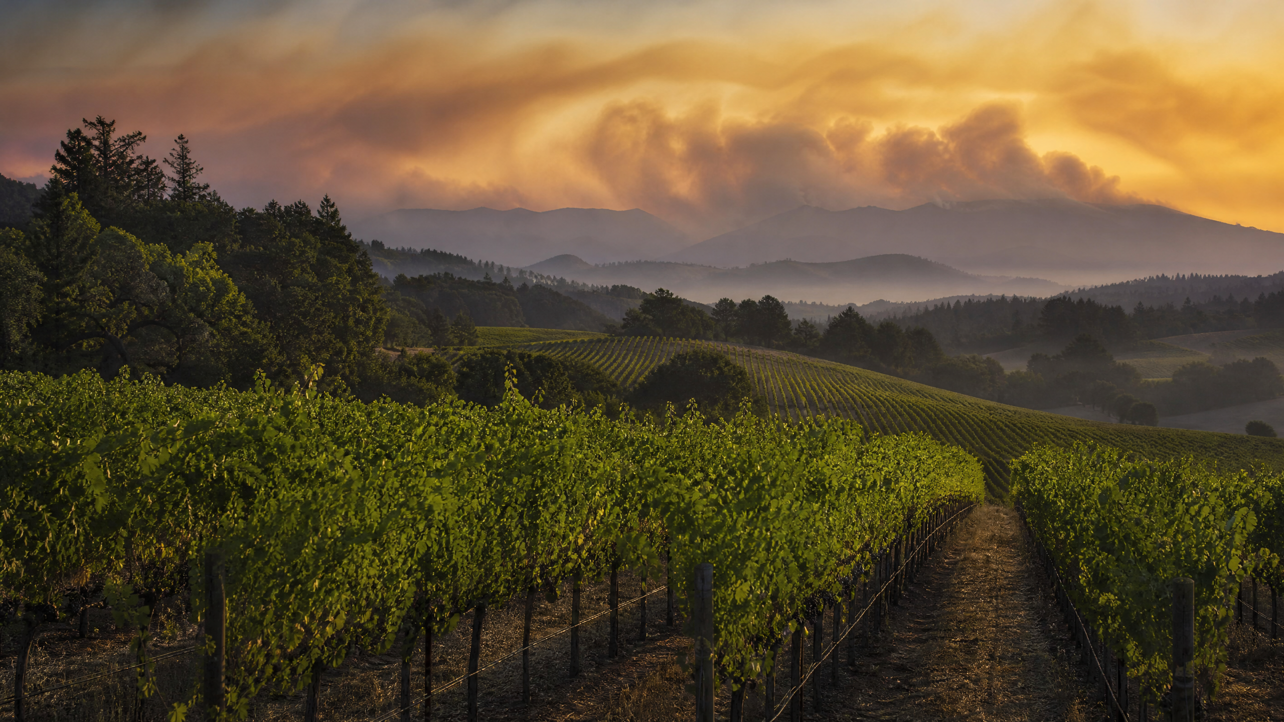 California vineyard with wildfire smoke in background — FIP-SI smoke taint insurance